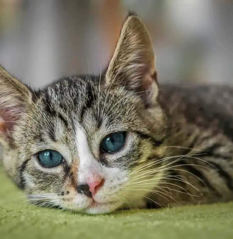 Deborah Crippen, DVM