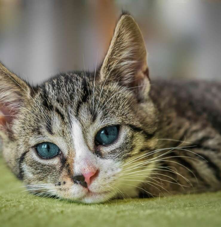 Deborah Crippen, DVM