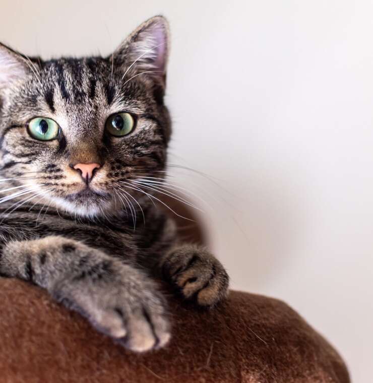 Deepa Sharma DVM, MVSc