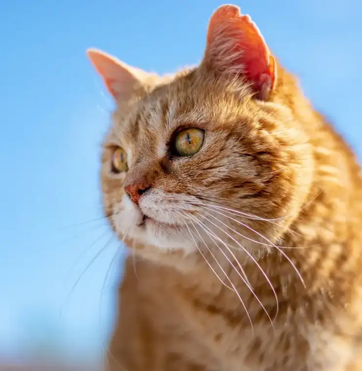 Sara Tindall (Practice Manager)