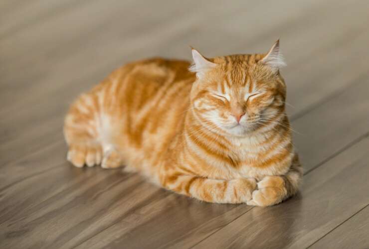 Spay & Neuter Services