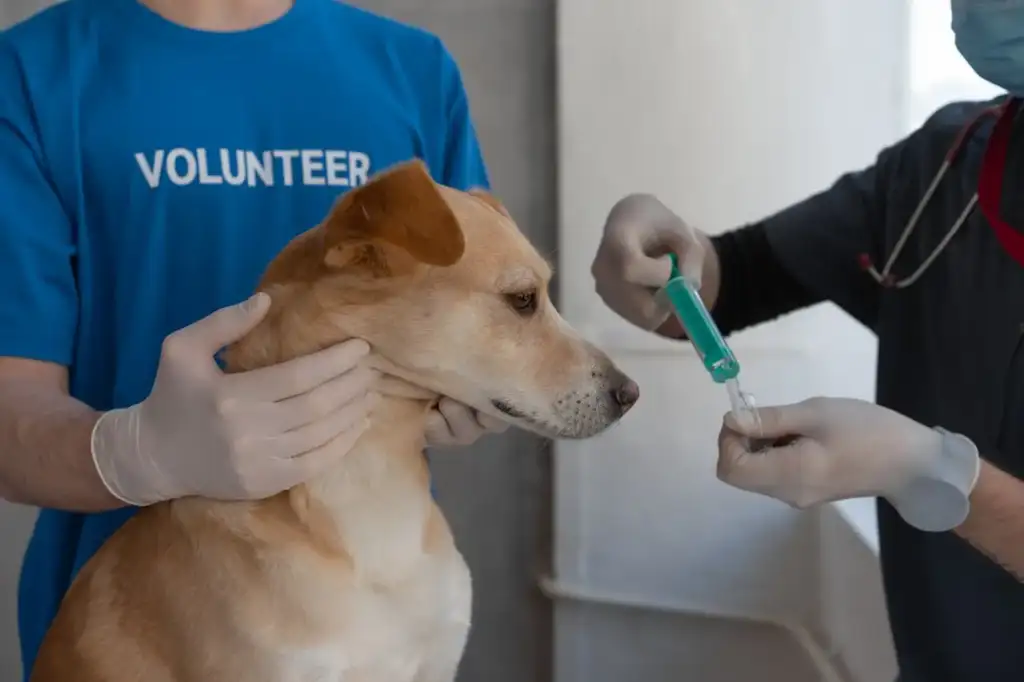 Dog calmly receiving exam at Lakeside Pet Hospital in Santa Rosa