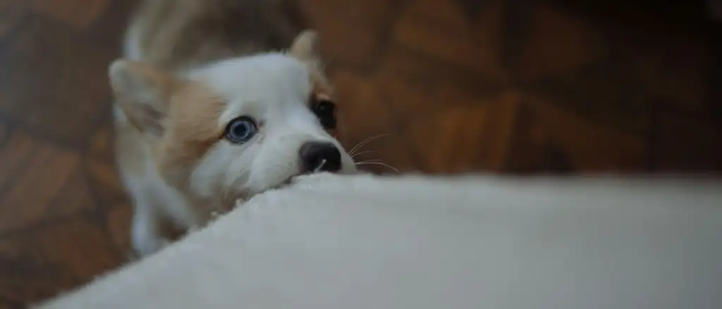 Handling anxious pet
