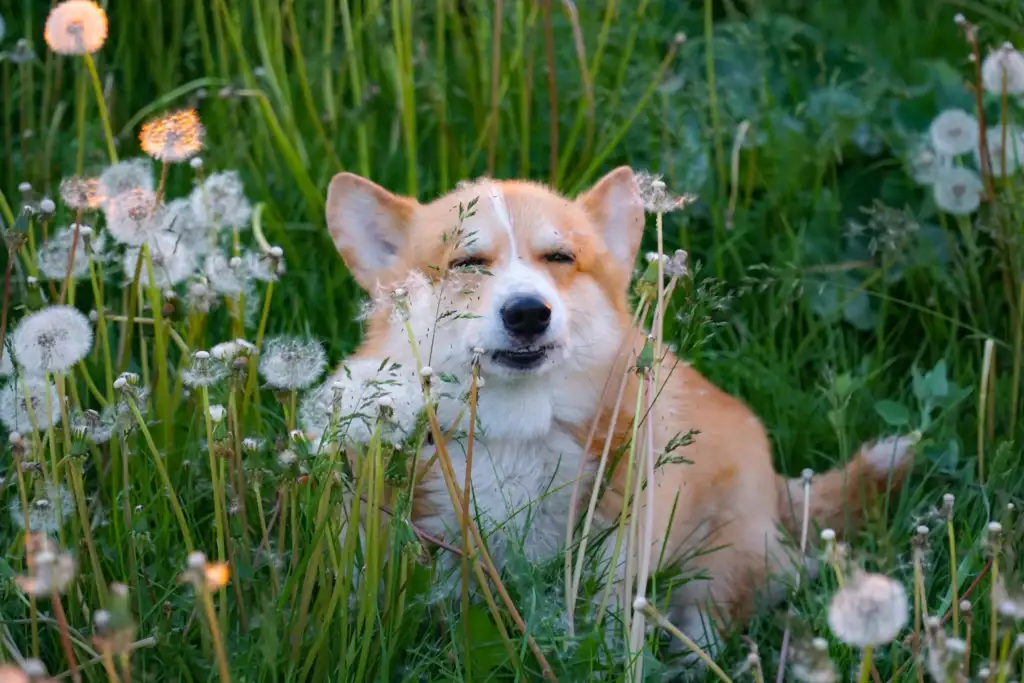 Dog sitting in grass with dandelions during spring pollen season causing pet allergies