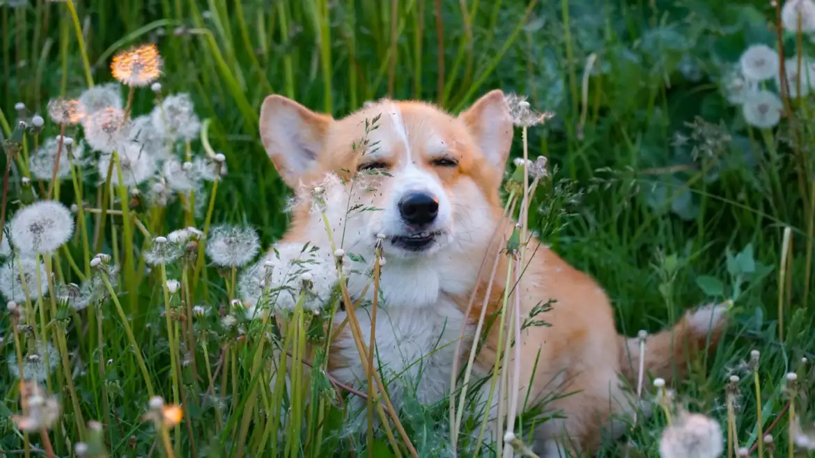 Your Pet Won’t Stop Itching? Santa Rosa Pollen May Be the Cause