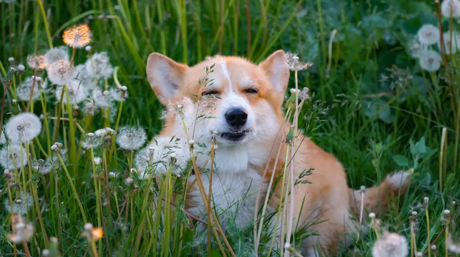 Your Pet Won’t Stop Itching? Santa Rosa Pollen May Be the Cause