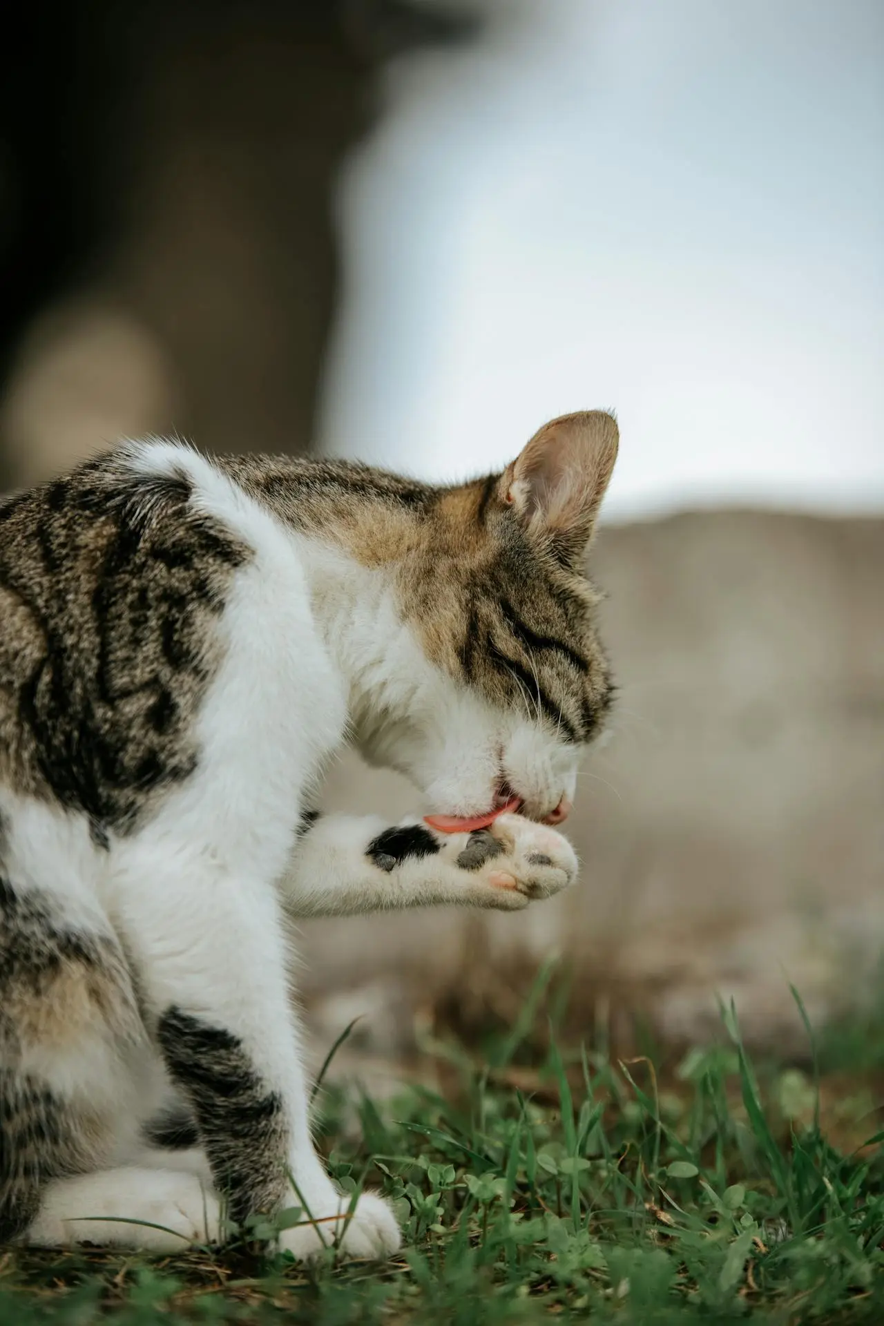 Signs Your Pet May Have Allergies