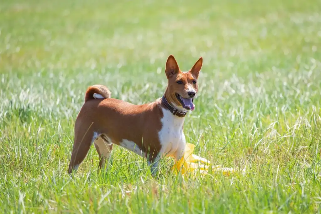 dog safety Santa Rosa: Myths vs Facts for Dog Owners