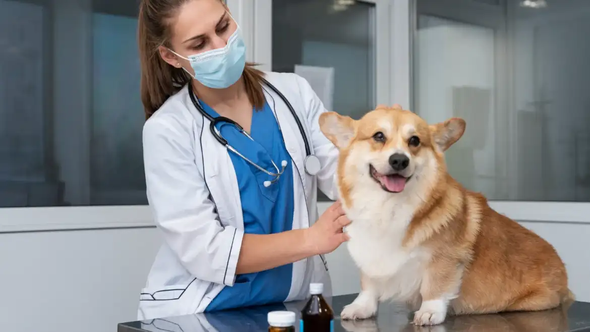 Emergency Pet Care in Santa Rosa: Signs Your Pet Needs Immediate Veterinary Attention