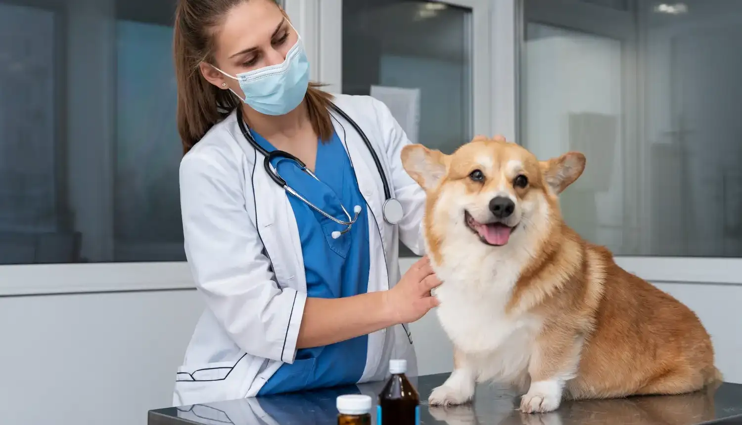 Emergency Pet Care in Santa Rosa: Signs Your Pet Needs Immediate Veterinary Attention