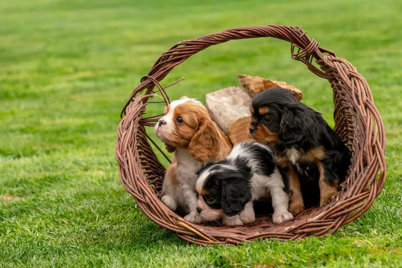 Puppy Package