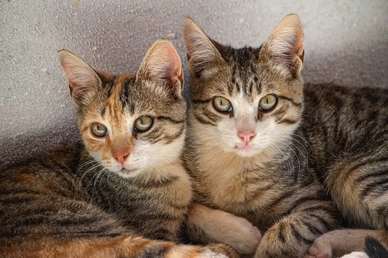 Kittens